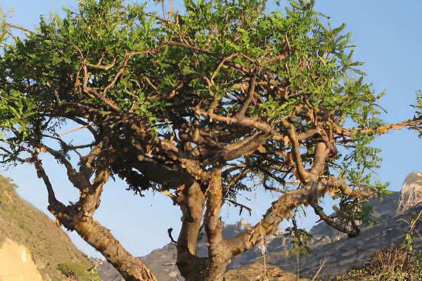 incense tree