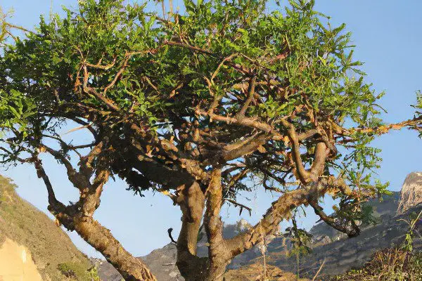 incense tree