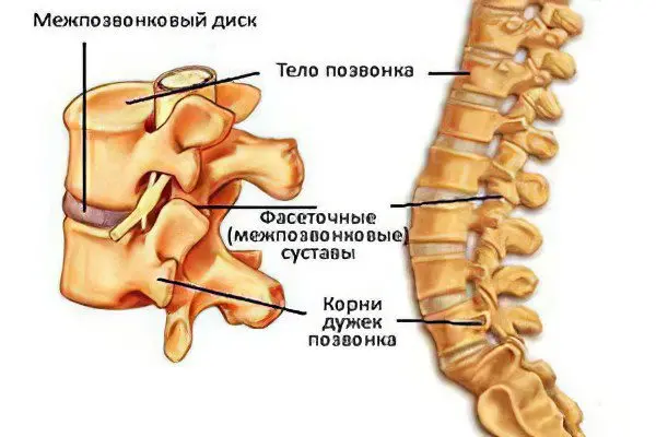 Intervertebral hernia: symptoms and treatment