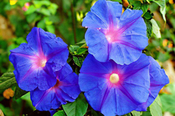 Ipomoea