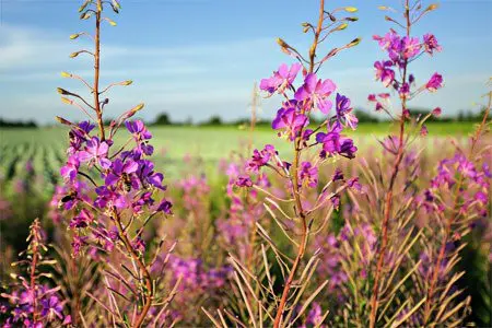 Ivan-tea: useful and medicinal properties of the miracle drink, how to brew it?