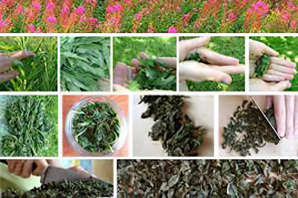 Ivan-tea: useful and medicinal properties of the miracle drink, how to brew it?