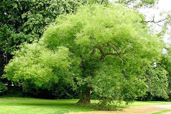 Japanese Sophora: medicinal properties, use and contraindications