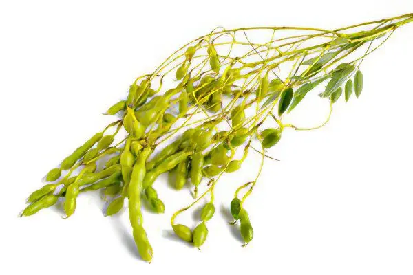 Japanese Sophora: medicinal properties, use and contraindications