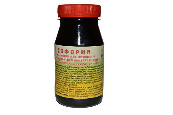 Japanese Sophora: medicinal properties, use and contraindications