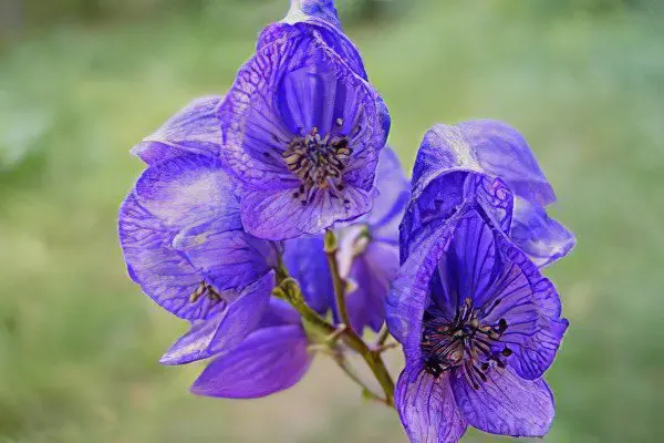 Jungar aconite: treatment with aconite, preparation and use of tincture