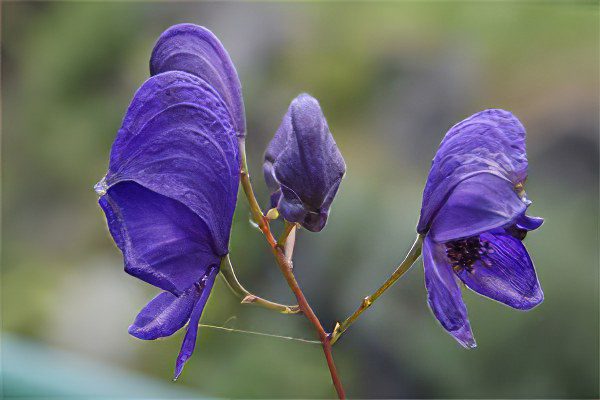 Jungar aconite: treatment with aconite, preparation and use of tincture