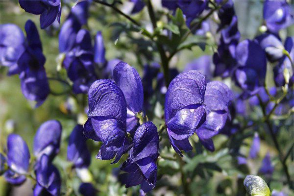 Jungar aconite: treatment with aconite, preparation and use of tincture