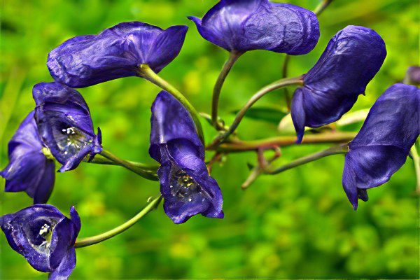 Jungar aconite: treatment with aconite, preparation and use of tincture