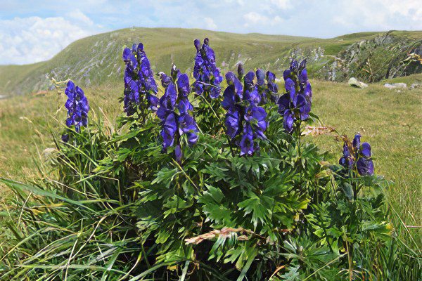 Jungar aconite: treatment with aconite, preparation and use of tincture