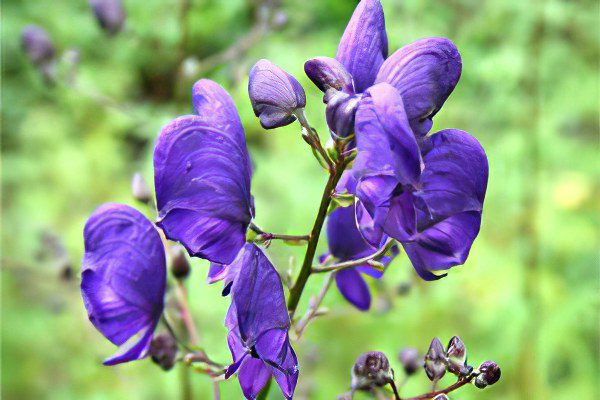 Jungar aconite: treatment with aconite, preparation and use of tincture