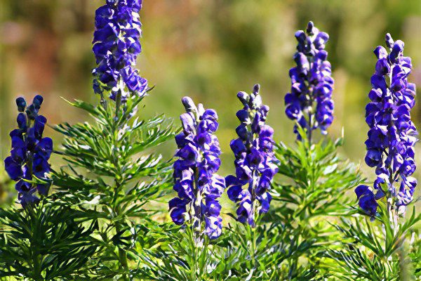 Jungar aconite: treatment with aconite, preparation and use of tincture