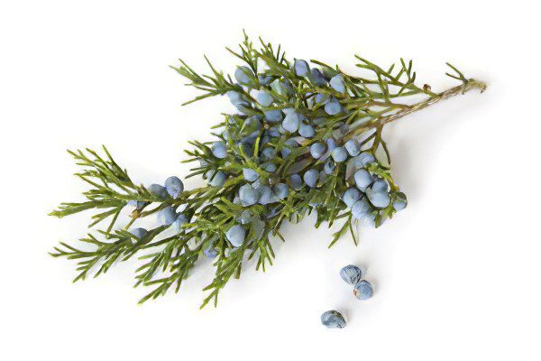 Juniper, Chinese