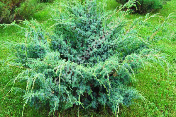 Juniper, Chinese