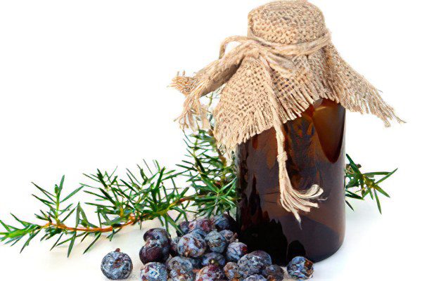 Juniper: description and medicinal properties