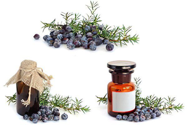 Juniper: description and medicinal properties