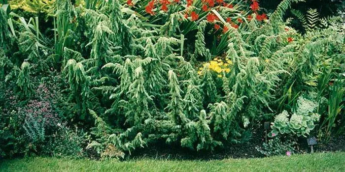 Juniper: description and medicinal properties Juniper: description and medicinal properties