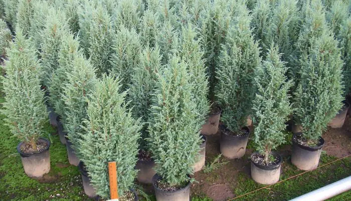 Juniper: description and medicinal properties Juniper: description and medicinal properties