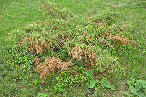 Juniper: description and medicinal properties