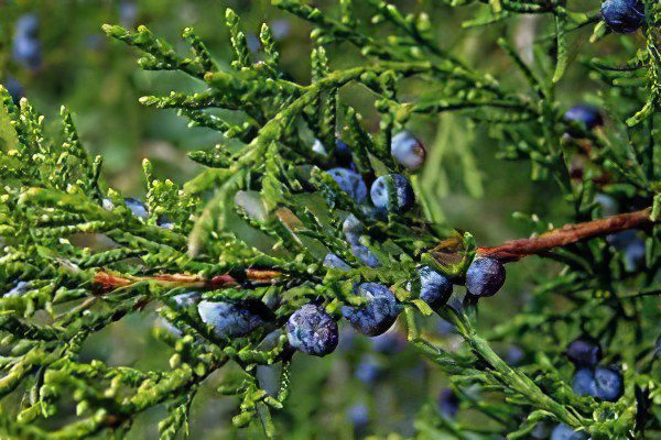 Juniper: description and medicinal properties