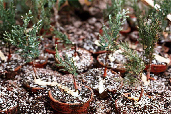 Juniper: description and medicinal properties