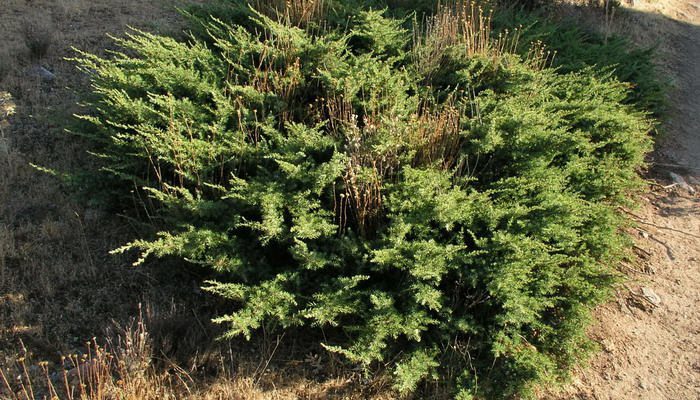 Juniper: description and medicinal properties