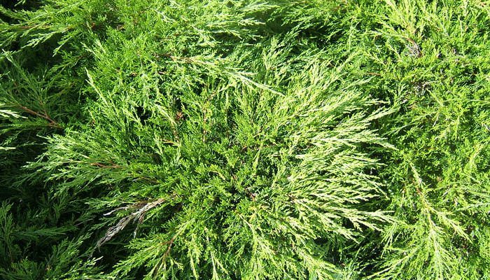 Juniper: description and medicinal properties