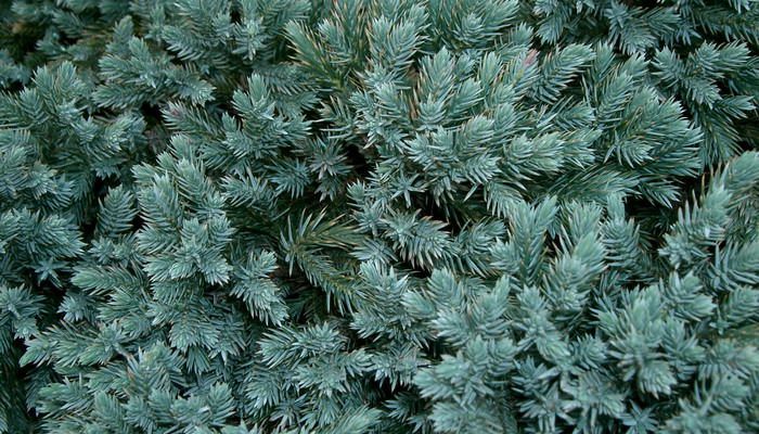 Juniper: description and medicinal properties