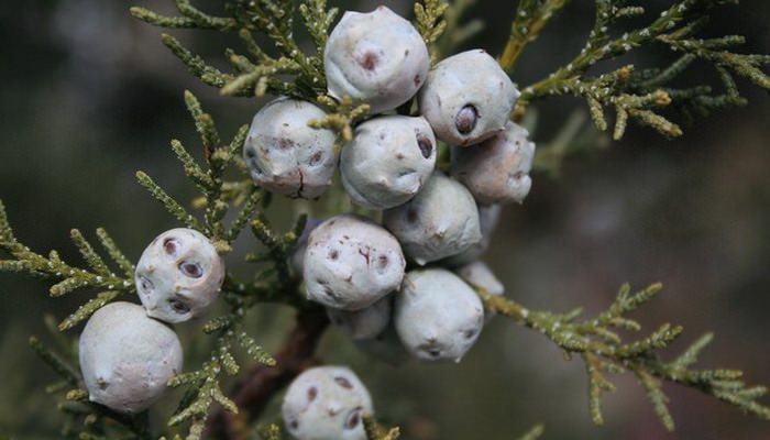 Juniper: description and medicinal properties