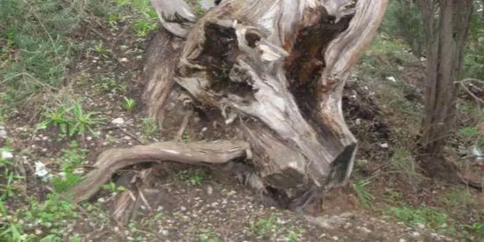 Juniper: description and medicinal properties Juniper: description and medicinal properties