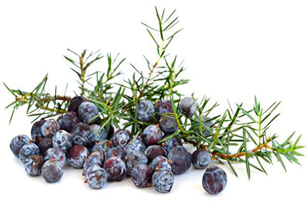 Juniper: description and medicinal properties