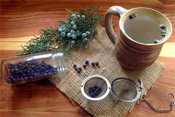 Juniper: description and medicinal properties