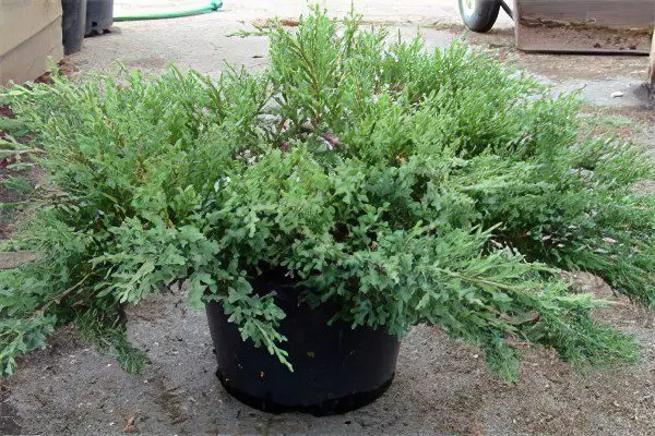 Juniperus Cossack