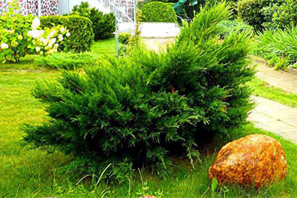 Juniperus Cossack