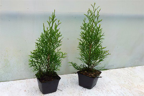 Juniperus Cossack