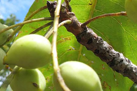 Kakadu plum: how is it useful and how is it eaten?