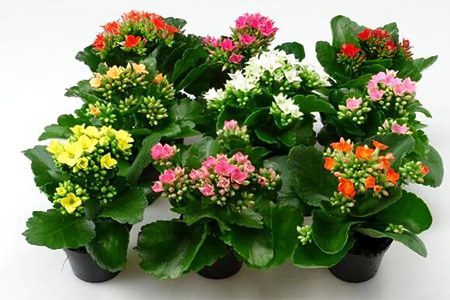 Kalanchoe: 15 useful properties, recipes + care secrets