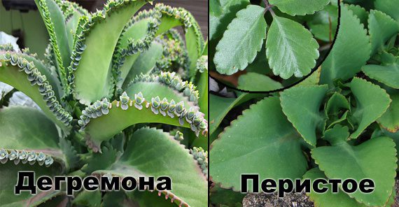 Kalanchoe: 15 useful properties, recipes + care secrets