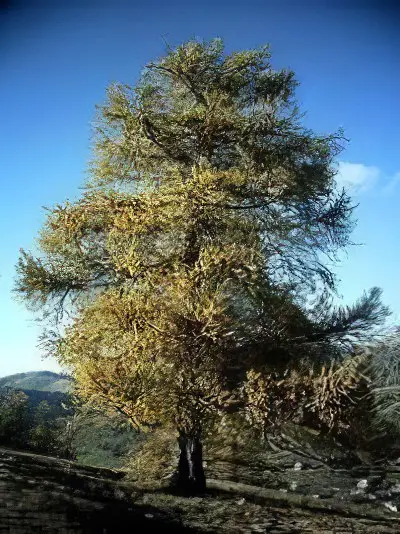 Larch