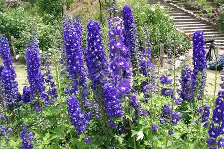 Larkspur: medicinal properties, contraindications, use