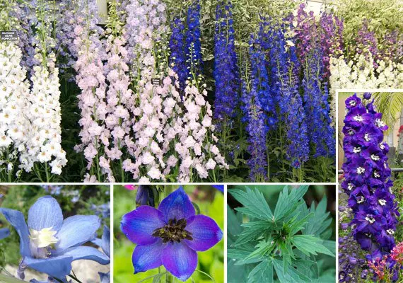 Larkspur: medicinal properties, contraindications, use