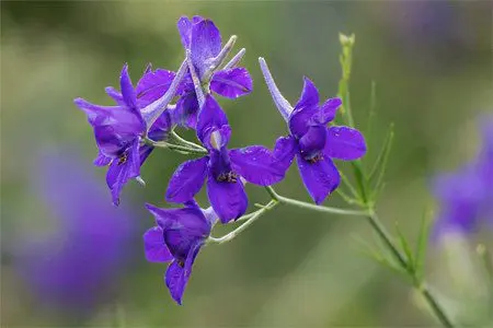 Larkspur: medicinal properties, contraindications, use