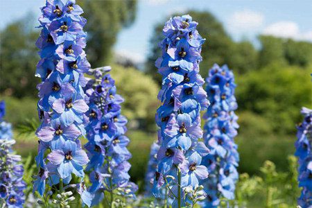 Larkspur: medicinal properties, contraindications, use