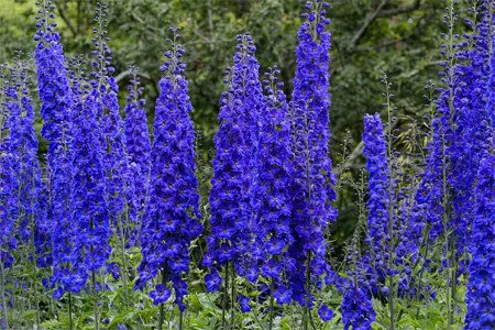 Larkspur: medicinal properties, contraindications, use