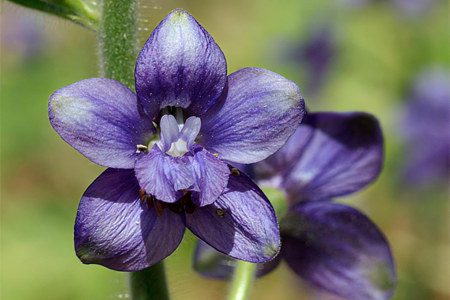 Larkspur: medicinal properties, contraindications, use