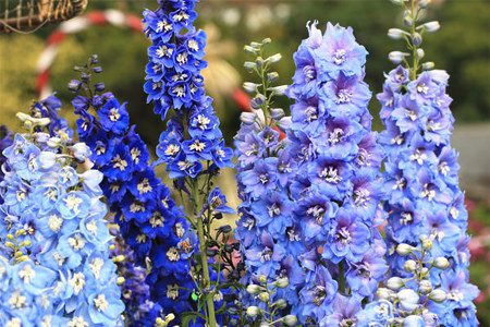 Larkspur: medicinal properties, contraindications, use