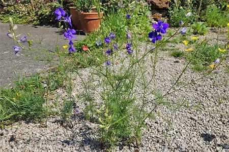 Larkspur: medicinal properties, contraindications, use