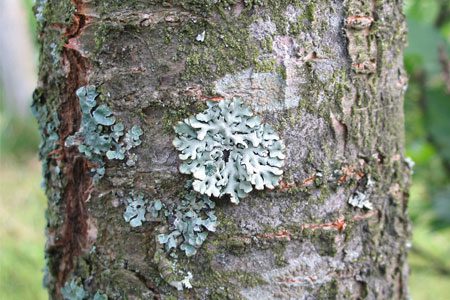 Lichen