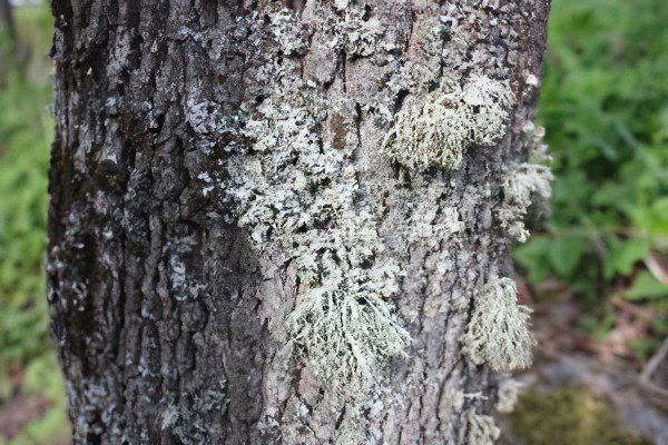 Lichen