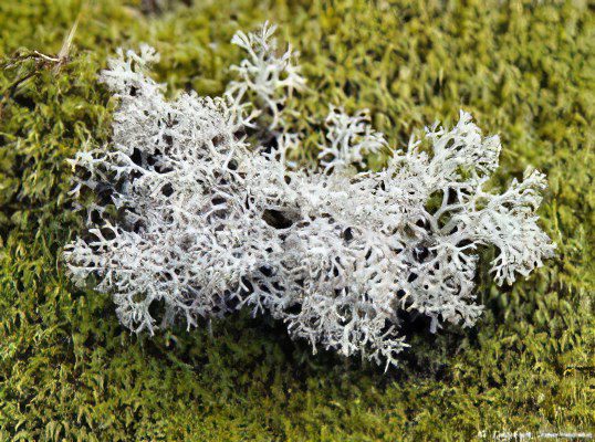 Lichen